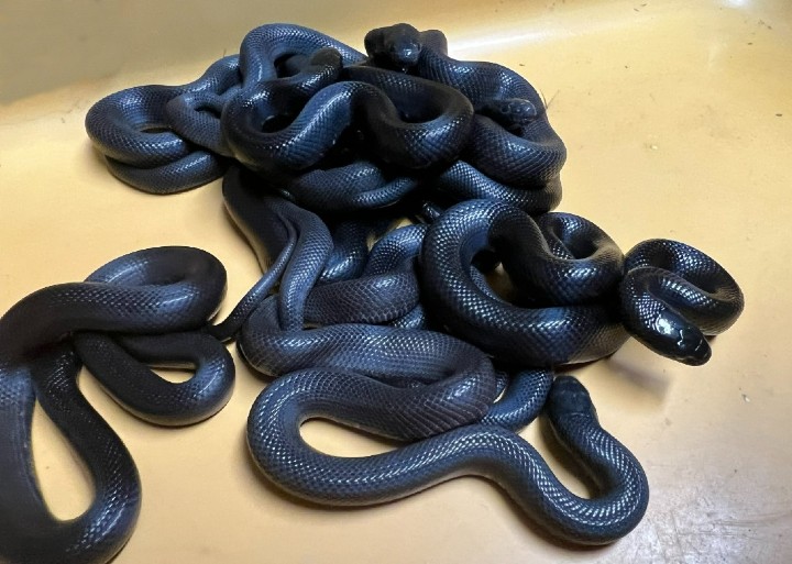 Mexican Black Kingsnakes